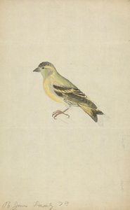 フィンチ（マヒワ？） 作： James Sowerby