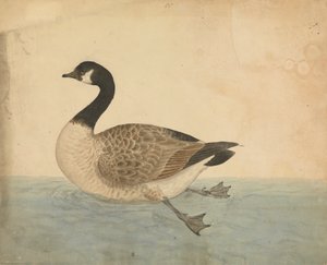 ガチョウ 作： James Sowerby