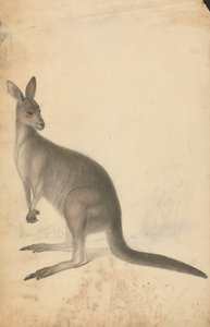 バック グラウンドで 3 つのカンガルーとカンガルー 作： James Sowerby