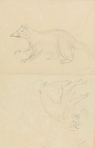 A Mammal (coatimundi?) and a Primate (Marmoset?). A Coatimundi and a Lion-Headed Marmoset   1434273   ja       japanese Successfully Translated  Original: Loch Lomond Translat: Loch Lomond 1447500 ja japanese Successfully Translated Original: Study of a Re 作： James Sowerby