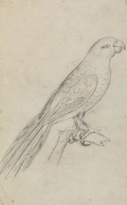 Papukaija 作： James Sowerby