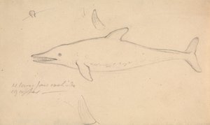 ネズミイルカ？ 作： James Sowerby