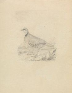 ウズラ 作： James Sowerby