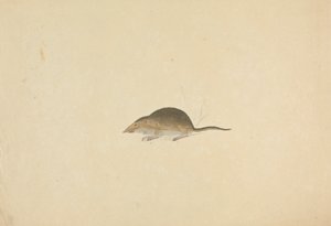 じゃじゃ馬