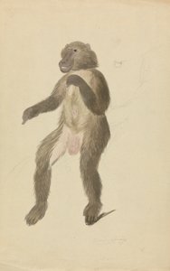 マンドリル 作： James Sowerby