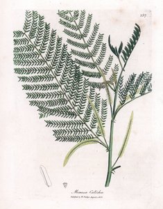 Acacia a cachou または cachoutier - Catechu、Acacia catechu。 ジェームズ・ソワービーによるウィリアム・ウッドビルの植物図とウィリアム・ジャクソン・フッカー卿の「「医療植物学」」、ジョン・ボーン、ロンドンの手彩色銅版画 作： James Sowerby
