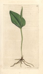 アダーの舌、Ophioglossum vulgatum (Ophioglossum) ロンドンの James Smith