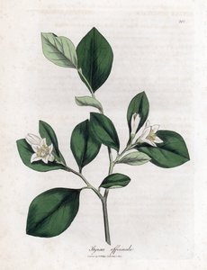 Aliboufier - Storax、Styrax オフィシナリス。 ウィリアム・ウッドヴィルのジェームス・ソワービーによる植物のイラストからの手彩色の銅版画とウィリアム・ジャクソン・フッカー卿の「「医学植物学」」、ジョン・ボーン、ロンドン 作： James Sowerby
