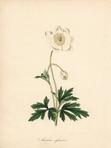 ドリル ビットのアネモネ - スノー ドロップ アネモネ、アネモネ sylvestris。 William Curtis の「Botanical Magazine」に掲載された James Sowerby のイラストから引用。M. A. Burnett 氏が「Plantae Utiliores: or Illus. 作： James Sowerby