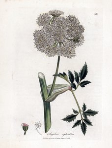 Angelique des bois ou sylvestris - 野生のアンジェリカ、アンジェリカ・シルベストリス。 ジェームズ・ソワービーによるウィリアム・ウッドビルの植物図とウィリアム・ジャクソン・フッカー卿の「「医療植物学」」、ジョン・ボーン、ロンドンの手彩色銅版画