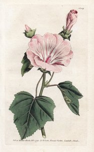 毎年恒例の紫色または四半期ごとの溶岩 - James Sowerby (1757-1822) によるリトグラフ、William Curtis