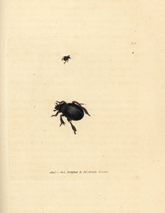 Aphodius arenarius カブトムシ (Scarabaeus ovalis)。 The British Miscellany の James Sowerby による手彩色の銅版画、または新しい、珍しい、またはほとんど知られていない動物の彩色された図。 作： James Sowerby