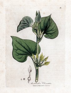 Aristoloche クレマタイト - 登山の誕生草、アリストロキア クレマチス。 ジェームズ・ソワービーによるウィリアム・ウッドビルの植物図とウィリアム・ジャクソン・フッカー卿の「「医療植物学」」、ジョン・ボーン、ロンドンの手彩色銅版画 作： James Sowerby