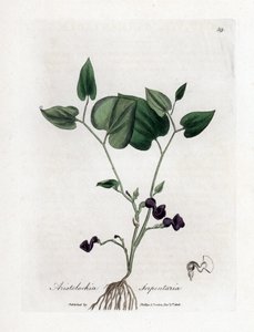 Aristoloche variete - スネークルートの誕生草、Aristolochia serpentaria。 ジェームズ・ソワービーによるウィリアム・ウッドビルの植物図とウィリアム・ジャクソン・フッカー卿の「「医療植物学」」、ジョン・ボーン、ロンドンの手彩色銅版画 作： James Sowerby
