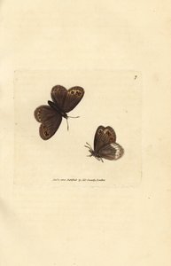 アランブラウン、エレビア・リゲア（アゲハ・リゲア）。 The British Miscellany の James Sowerby による手彩色の銅版画、または新しい、珍しい、またはほとんど知られていない動物の彩色された図。