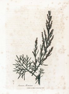 Aurone またはレモングラスまたはよもぎレモングラス - サザンウッド、Artemisia abrotanum。 ジェームズ・ソワービーによるウィリアム・ウッドヴィルの植物図とサー・ウィリアム・ジャクソン・フッカーの「「医学植物学」」、ジョン・ボーン、ロンドン 作： James Sowerby