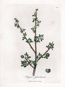 バルサム オブ メッカまたはバルサム オブ ガラード - バルサム オブ メッカ、Commiphora gileadensis。 ジェームズ・ソワービーによるウィリアム・ウッドビルの植物図とウィリアム・ジャクソン・フッカー卿の「「医学植物学」」、ジョン・ボーン、ロンドンの手彩色の銅版画