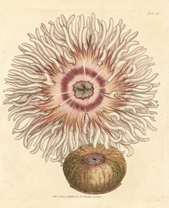 ビーズレット アネモネ、アクチニア エクイナ。 The British Miscellany の James Sowerby による手彩色の銅版画、または新しい、珍しい、またはほとんど知られていない動物の彩色された図。 作： James Sowerby