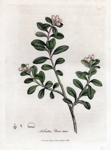ベアー グレープまたはベアベリー - アービュートゥスまたはベアベリー、Arctostaphylos uva-ursi の末尾。 ジェームズ・ソワービーによるウィリアム・ウッドヴィルの植物図とサー・ウィリアム・ジャクソン・フッカーの「「医学植物学」」、ジョン・ボーン、ロンドン 作： James Sowerby