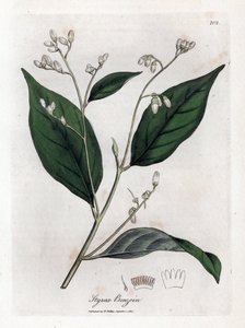 ベンゾイン - ベンジャミンの木、Styrax ベンゾイン。 ウィリアム・ウッドヴィルのジェームス・ソワービーによる植物のイラストからの手彩色の銅版画とウィリアム・ジャクソン・フッカー卿の「「医学植物学」」、ジョン・ボーン、ロンドン 作： James Sowerby