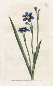 細い葉を持つバミューダ - James Sowerby (1757-1822) によるリトグラフィー、William Curtis (1746-1799) の Botanical Magazine より 作： James Sowerby