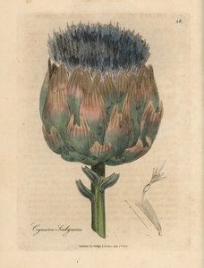青と紫の花のアーティ チョーク、Cynara scolymus 作： James Sowerby