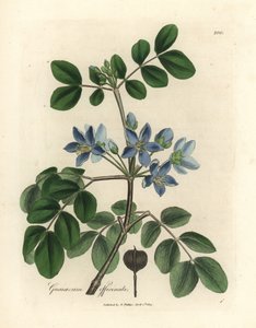 青い花の Guaiacum officinale 作： James Sowerby