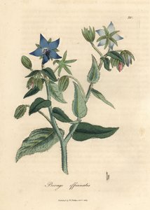 青い花のルリヂサ、ボラゴ オフィシナリス 作： James Sowerby