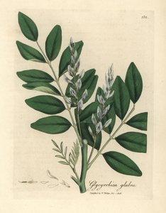 青い花のカンゾウ、Glycyrrhiza glabra