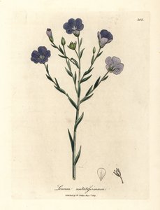 青い花の亜麻、最も一般的な亜麻 作： James Sowerby