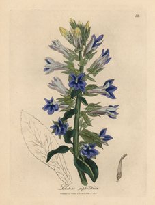 青い花の咲くロベリアまたは枢機卿の花、ロベリア siphilitica 作： James Sowerby