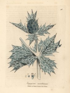青い花の海ヒイラギまたは eryngo、Eryngium maritinum 作： James Sowerby
