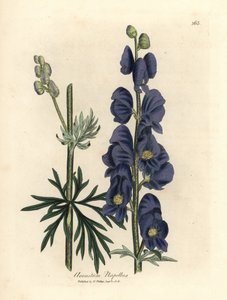青い花のオオカミの悩みの種または修道士の頭巾、Aconitum napellus 作： James Sowerby