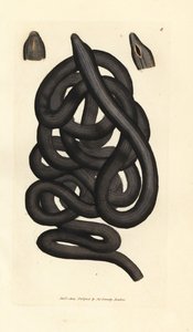 Bootlace ワーム、Lineus longissimus。 The British Miscellany の James Sowerby による手彩色の銅版画、または新しい、珍しい、またはほとんど知られていない動物の彩色された図。 作： James Sowerby