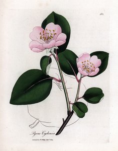植物ボード: 花とカリン、コグナシエ (Cydonia oblonga) の果実 - 果実の輪郭を持つピンクの花が咲くカリンの木、Pyrus cydonia。 ウィリアム・ウッドヴィルとサー・ウィルのジェームズ・ソワービーによる植物のイラストからの手彩色の銅版画 作： James Sowerby