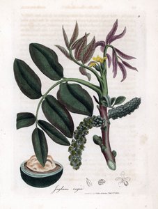植物ボード：葉、植物、クルミの果実 一般的なクルミの木の葉、黄色の花、ナッツ。 ウィリアム・ウッドヴィルとサー・ウィリアム・ジャクソン・フッカーのジェームズ・ソワービーによる植物のイラストからの手彩色の銅版画 作： James Sowerby
