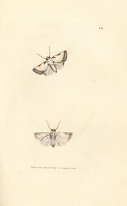 ブリクストン ビューティー、アコンティア ニティデュラ (ファレナ カテナ)。 The British Miscellany の James Sowerby による手彩色の銅版画、または新しい、珍しい、またはほとんど知られていない動物の彩色された図。 作： James Sowerby