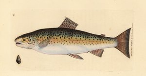 ブラウン トラウト、サルモ トラッタ ファリオ (ギラルー トラウト、サルモ ファリオ)。 The British Miscellany の James Sowerby による手彩色の銅版画、または新しい、珍しい、またはほとんど知られていない動物の彩色された図。 作： James Sowerby