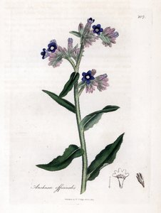 Bugloss officinale - バグロス、Anchusa officinalis。 ジェームズ・ソワービーによるウィリアム・ウッドビルの植物図とウィリアム・ジャクソン・フッカー卿の「「医学植物学」」、ジョン・ボーン、ロンドンの手彩色の銅版画 作： James Sowerby