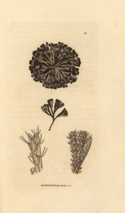 Bugulina avicularia (Flustra avicularis)。 The British Miscellany の James Sowerby による手彩色の銅版画、または新しい、珍しい、またはほとんど知られていない動物の彩色された図。 作： James Sowerby