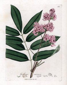 キャベツの木またはキャベツの樹皮 - キャベツの木、Andira inermis。 ジェームズ・ソワービーによるウィリアム・ウッドビルの植物図とウィリアム・ジャクソン・フッカー卿の「「医療植物学」」、ジョン・ボーン、ロンドンの手彩色銅版画