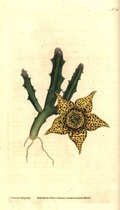 サボテン澱粉 - Orbea variegata (斑入りスタペリア、スタペリア バリエガタ)。 ジェームズ・ソワービーによる手彩色の銅版画と植物のイラスト、ウィリアム・カーティスの『ザ・ボタニカル・マガジン』、ランベス・マーシュ、ロンドン 作： James Sowerby