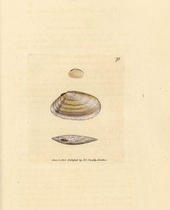 Candystick tellina シェル、Tellina similis。 The British Miscellany の James Sowerby による手彩色の銅版画、または新しい、珍しい、またはほとんど知られていない動物の彩色された図。 作： James Sowerby