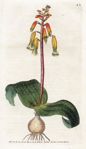 ケープタウンカッコウ - James Sowerby (1757-1822) によるリトグラフィー、William Curtis (1746-1799) による植物誌のプレート 作： James Sowerby