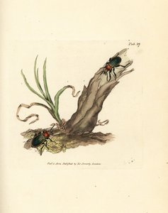 Carabus nitens カブトムシ。 The British Miscellany の James Sowerby による手彩色の銅版画、または新しい、珍しい、またはほとんど知られていない動物の彩色された図。 作： James Sowerby