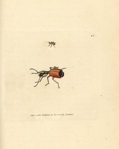 Carabus rotundicollis カブトムシ。 The British Miscellany の James Sowerby による手彩色の銅版画、または新しい、珍しい、またはほとんど知られていない動物の色付きの図。 作： James Sowerby