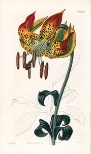 カロライナ ユリ - カロライナ ユリ、ユリ michaauxii (カロライナ martagon ユリ、リリウム carolinianum)。 サミュエル・カーティスの「」ボタニカル・マガジン、ロンドンのジェームズ・ソワービーによるイラストの後、ウェッデルによる手彩色の銅版画の彫刻 作： James Sowerby