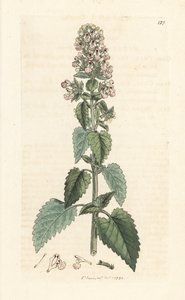キャットニップ、ネペタ カタリア (cataire) ロンドンの James Smith