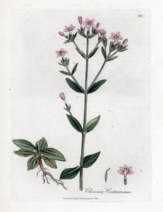 Centauree Chironia - ケンタウリ、Chironia centaurium。 ジェームズ・ソワービーによるウィリアム・ウッドビルの植物図とウィリアム・ジャクソン・フッカー卿の「「医療植物学」」、ジョン・ボーン、ロンドンの手彩色銅版画 作： James Sowerby