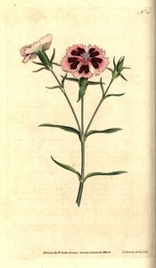 中国のカーネーション - 中国のピンクまたはインドのピンク、Dianthus chinensis。 ジェームズ・ソワービーによる手彩色の銅版画と植物のイラスト、ウィリアム・カーティスの『ザ・ボタニカル・マガジン』、ランベス・マーシュ、ロンドン 作： James Sowerby
